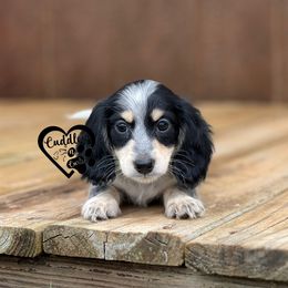 Toby - Piebald male Dachshund puppy in Nashville, Arkansas from Cuddles n Curls