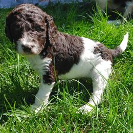 Creme Brulee - Parti male Poodle puppy in Clayton, Washington from Short Legs & Curly Wags LLC