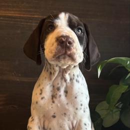 Hank - White and liver male German Shorthaired Pointer puppy in Ulen, Minnesota from North Wind Gundogs