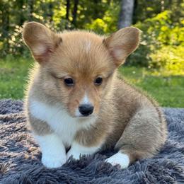 Drizzle - Sable female Pembroke Welsh Corgi puppy in Fayetteville, Arkansas from Intergalactic Corgis