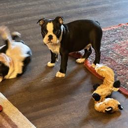 Reuben James - Seal and white male Boston Terrier puppy in Jacksonville, Florida from Trail’s End Boston Terriers