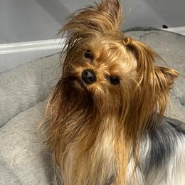 Annie - Blue and gold female Yorkshire Terrier puppy in Fredericksburg, Indiana from Yorkie Blessings