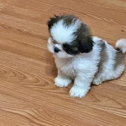 Cutie Pie - Brindle and white male Shih Tzu puppy in Bruceville, Indiana from Baby Girl’s Yorkies, Shih-Tzu, Shorkies