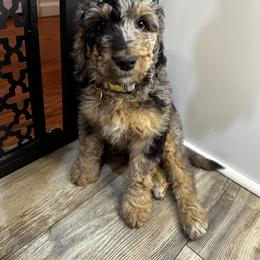 Ruby Pka Gal - Merle Bernedoodle puppy in Knoxville, Tennessee from Bright Side Doodles