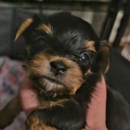 Ava - Black and tan female Yorkshire Terrier puppy in West Enfield, Maine from GRIFFEY'S SPA AND KENNEL