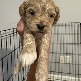 Boy 1 - Buff male Cockapoo puppy in Dahlonega, Georgia from Loveable Cockapoos
