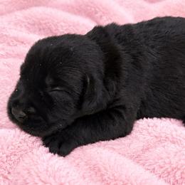 Girl 3 - Black female Giant Schnauzer puppy in Mount Sterling, Ohio from Northern Lights Working Dogs