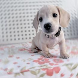 Amber white collar - Cream female Dachshund puppy in Richmond, Virginia from Irresistible Dachshunds & Cavaliers