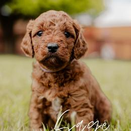 Sage - Red  female Goldendoodle puppy in Patterson, California from Dooling Doodles