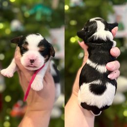 Spice - Tri-color female Cavapoo puppy in Linden, Michigan from Maple Drive Doodles