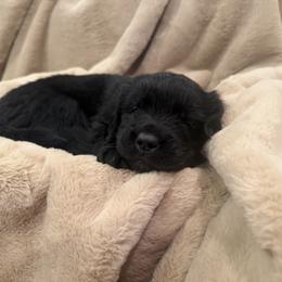 Petunia - Black female Newfoundland puppy in Brandenburg, Kentucky from Amanda's Newfoundlands