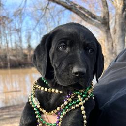 Labrador Retriever Puppies from Fetchmoore’s Labrador Retrievers