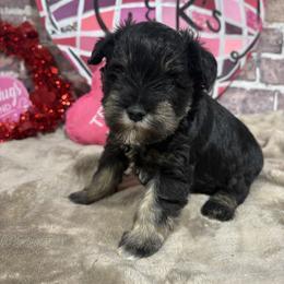 Romeo - Black and silver male Miniature Schnauzer puppy in Lufkin, Texas from C&K’s Schnauzer House