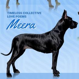 Meera - Great Dane