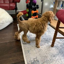 Poodle Puppies from Majestic Embrace