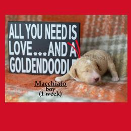 Macchiato RED COLLAR  Boy    3500 - Apricot male Goldendoodle puppy in Corona, California from Fluffy Puppy Mini Doodles LLC