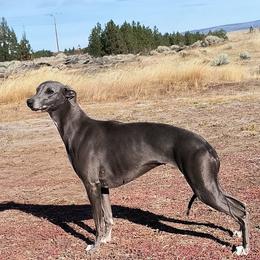 Whippet puppies from Amulet Charm