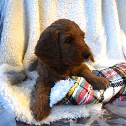 Goldendoodle Puppies from BB Doodles