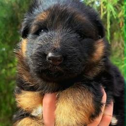 Green Collar - Male - Black and red male German Shepherd puppy in Charlotte, North Carolina from Zuflucht K9s