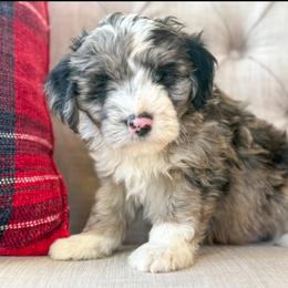 Cranberry Sauce❤️ - Red merle male Aussiedoodle puppy in Granbury, Texas from Triple Cross Doodles