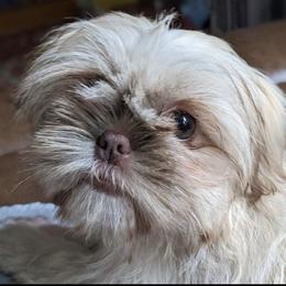 lyra - Shih Tzu