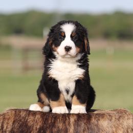 Male Orange Collar - Black rust and white male Bernese Mountain Dog puppy in Collinsville, Texas from Berner Dynasty