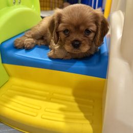 Cavalier King Charles Spaniel Puppies from Reynolds Farms Cavaliers