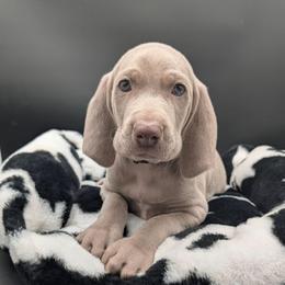Marty - Silver gray male Weimaraner puppy in Evart, Michigan from Drehbar Weimaraners