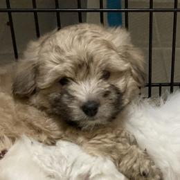 Coton de Tulear Puppies from Gidget Cotons - ACC