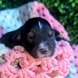 Miss Anemone - Black tri female Toy Australian Shepherd puppy in Dolan Springs, Arizona from High Desert Companions