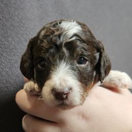 Blue - Snickers - Parti male Poodle puppy in Spanish Fork, Utah from Mountain Vista Pups LLC