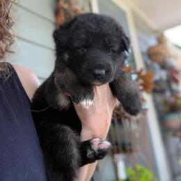 Sunkiss - Black and silver female Shiloh Shepherd puppy in Bartlett, Tennessee from The Mighty Quinn Shilohs