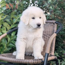 Boy 4 Red - White male Great Pyrenees puppy in Yakima, Washington from Naches Heights Ranch