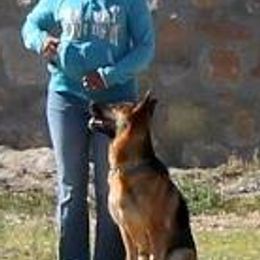 German Shepherds from A Dogs Life Training and Education