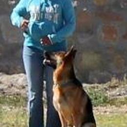 German Shepherds from A Dogs Life Training and Education