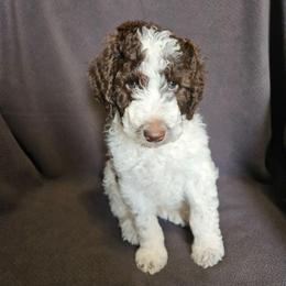 Orange - Reeses - Parti male Poodle puppy in Spanish Fork, Utah from Mountain Vista Pups LLC