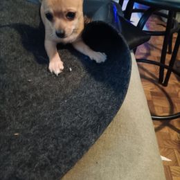Puppy two - Red female Chihuahua puppy in Braxton, Mississippi from Anita's Chihuahuas