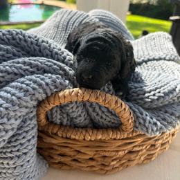 Leela - Black female Poodle puppy in Nacogdoches, Texas from Nacadoodles