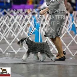 Miniature Schnauzers from Bigfoot Schnauzers