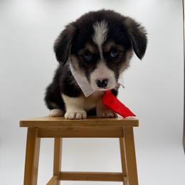 Peter Pan - Black and tan male Pembroke Welsh Corgi puppy in Vacaville, California from Hope_4thebay_Corgis