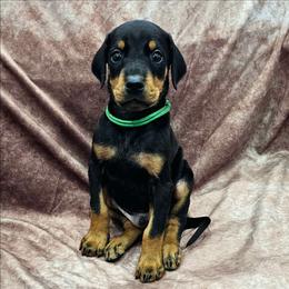 Z-02 - Black and rust male Doberman Pinscher puppy in Buckley, Washington from Blackthorn Kennel
