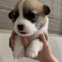 Junior - Fawn male Pembroke Welsh Corgi puppy in Chino Hills, California from Much Love Fam