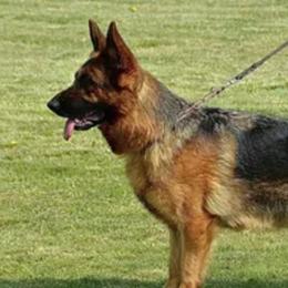 Kimberly - German Shepherd