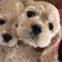 Cocker Spaniels from Thomas’ Cocker Spaniel Co.