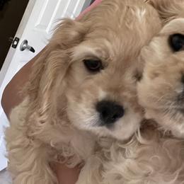 Cocker Spaniels from Thomas’ Cocker Spaniel Co.