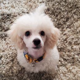 Bernedoodles, German Shepherds, and Poodles from Sun-Kissed Doodle Pad & Mischief Frenchies