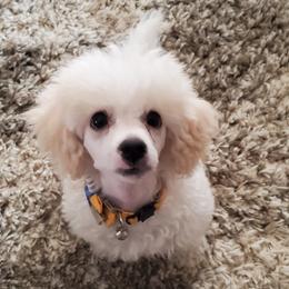 Bernedoodles, German Shepherds, and Poodles from Sun-Kissed Doodle Pad & Mischief Frenchies