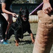 Gateau - Beauceron
