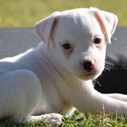 Ozzy - White male Parson Russell Terrier puppy in Menifee, California from Wendover Terriers