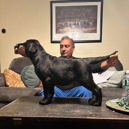 Floki - Labrador Retriever